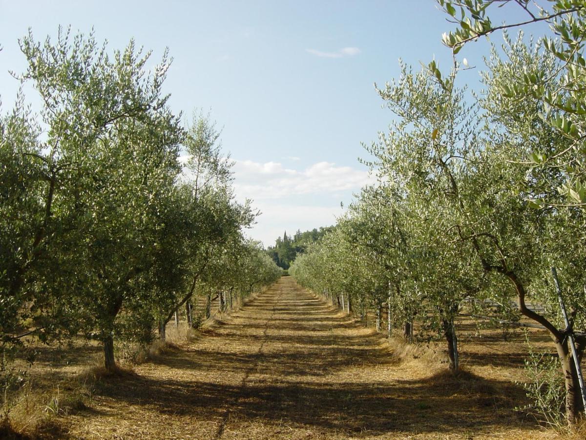 Agriturismo Il Selvino Terricciola Exterior foto